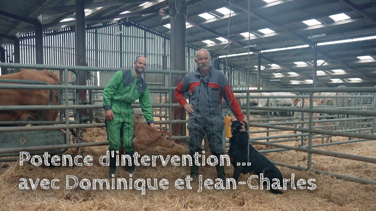 Contention Futée des Bovins : La Méthode Qui Révolutionne l'Élevage !