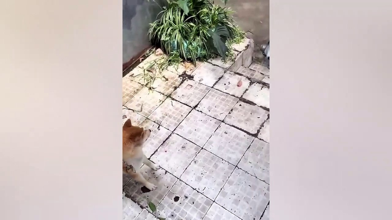 Dogs and Cats Videos