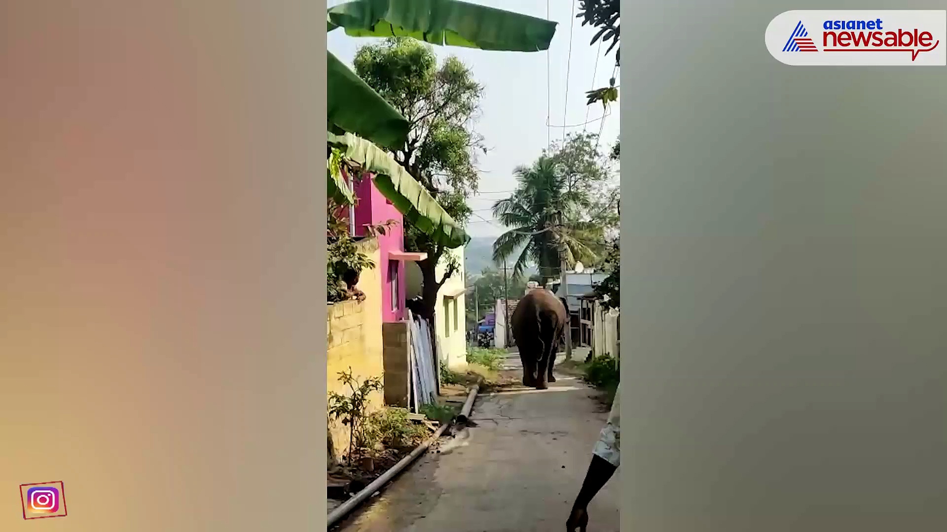 Viral: Elephant strays out of reserve, hits the streets of Madukkarai in Coimbatore