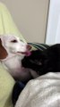 Dog And Cat Take Turns Licking Each Other