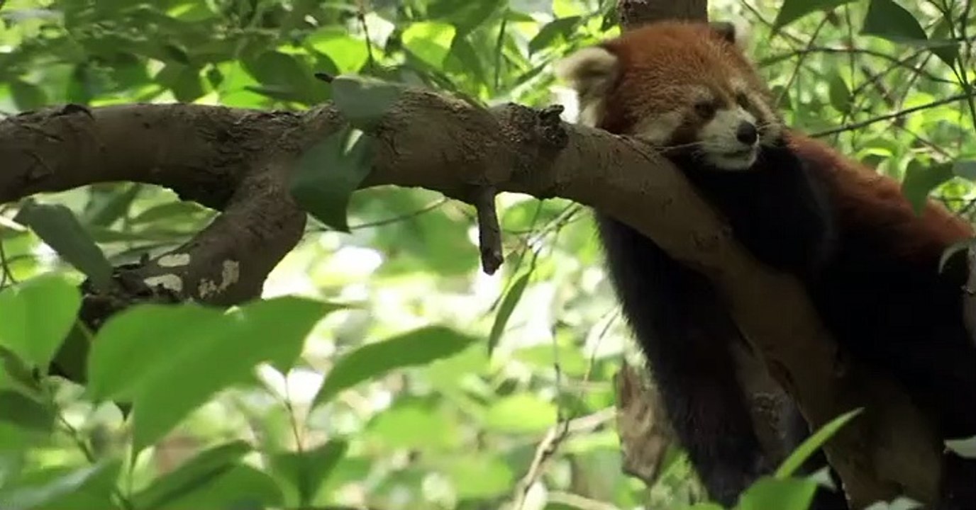 Wild Kratts Wild Kratts S04 E014 – Red Panda Rescue - video Dailymotion