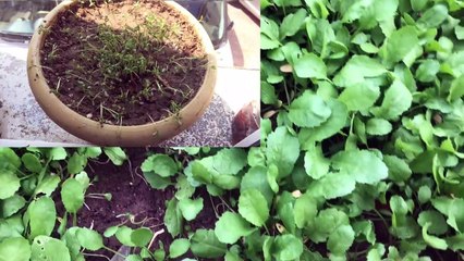 Tere Otunun Faydaları Akciğer ve Karaciğer Tedavisi İçin