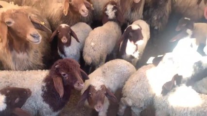 Hayvancılık ile Uğraşan Kahramanmaraşlı Depremzede: "Yeteri Kadar Yem Dağıtmadılar"