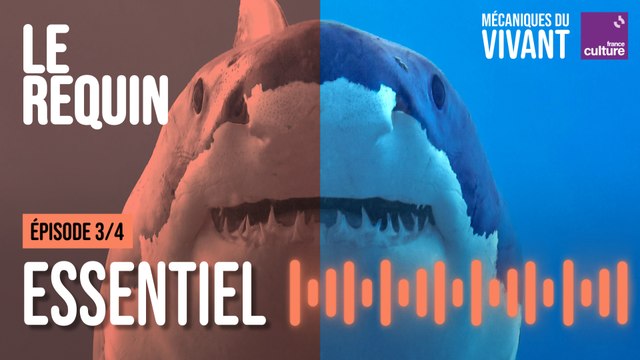 Pourquoi les requins sont essentiels aux océans - Mécaniques du vivant, le requin épisode 3/4