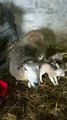 Five lambs born near Saintfield