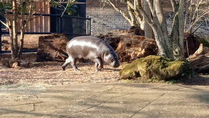 Pygmy hippo moves into new home at London Zoo