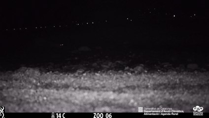 Primeres imatges d'una llúdriga sortint del mar Mediterrani