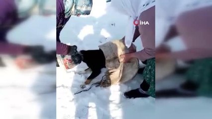 Kafası bidona sıkışan köpeği kadınlar böyle kurtardı