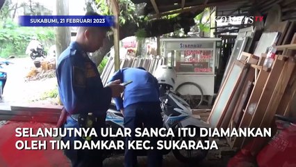 Ular Sepanjang 3,5 Meter Mendadak Ditemukan Petugas Galian Kabel di Sukabumi