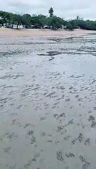 Blue Soldier Crabs Army Quickly Disappears into the Sand