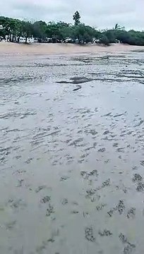 Blue Soldier Crabs Army Quickly Disappears into the Sand