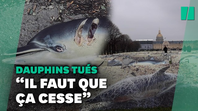 Des dauphins tués par la pêche exposés aux Invalides, le cri d'alarme de la LPO