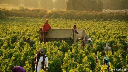 Lebanon: Wine production becomes a beacon of hope