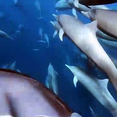 Ballade avec des dauphins