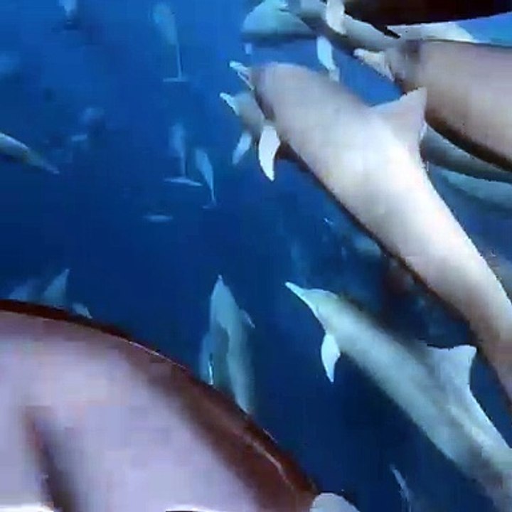 Ballade avec des dauphins