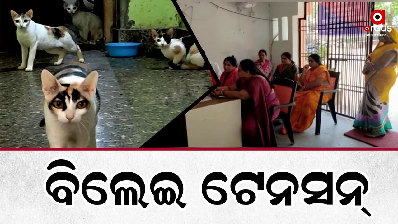 Viral Video : Cat Seen Everywhere In The House in Berhampur