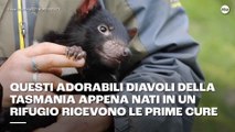 Questi adorabili diavoli della Tasmania appena nati un un rifugio ricevono le prime cure