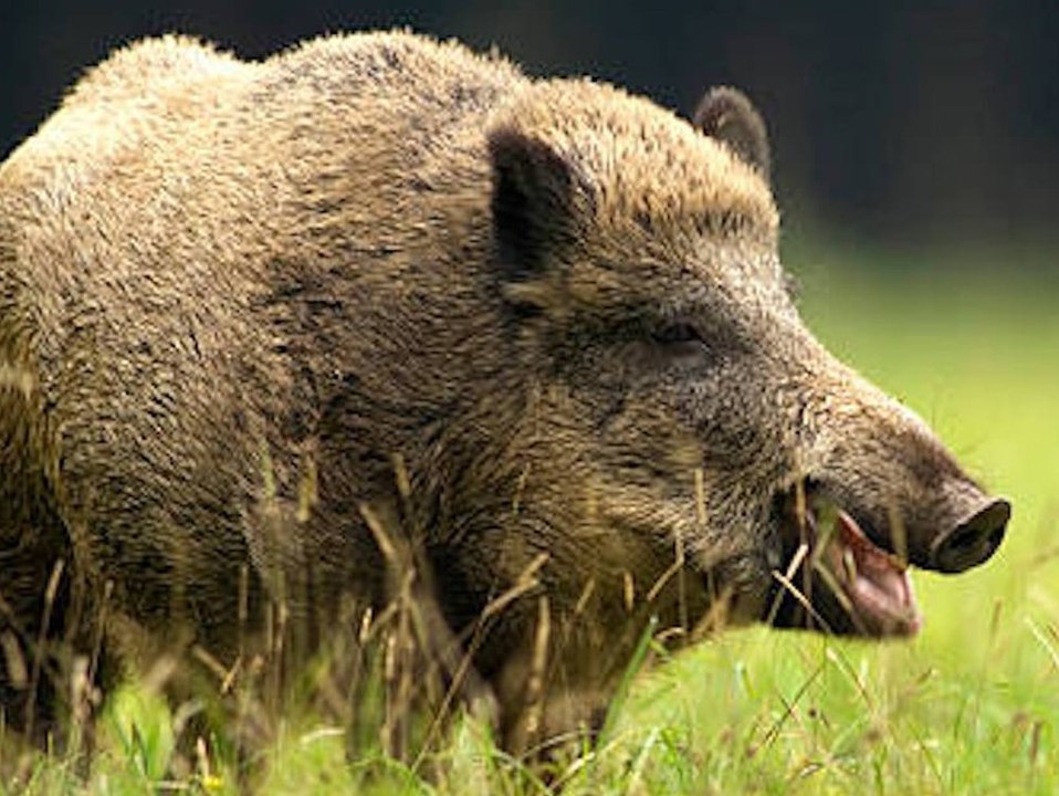 "superschweine" versetzen nordamerika in schrecken