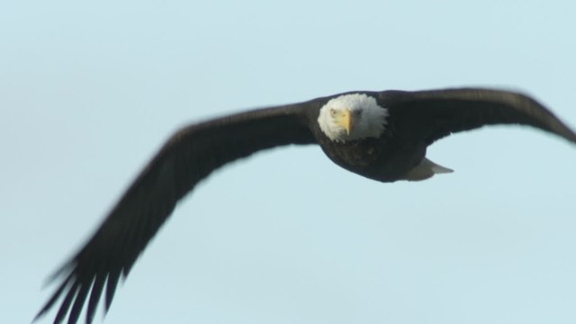 GEO - Présentation caractéristiques aigle