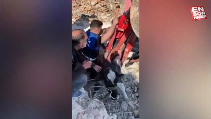 Hatay'da enkaz altında kalan inek 17'nci günde canlı olarak çıkarıldı