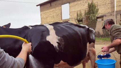 Mélinda, la vache qui représente la Loire à Paris