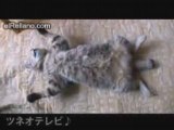 Relax - relax, cat, gato, chat, japan