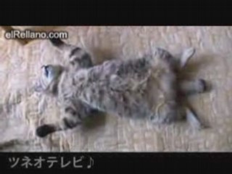 Relax - relax, cat, gato, chat, japan