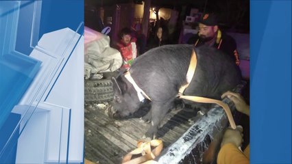¡Sólo en México! Detienen al cerdito "Ezequiel" por ROBAR tortillas de harina