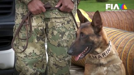 "Proteo" y los otros PERROS RESCATISTAS que han conquistado el corazón de los mexicanos