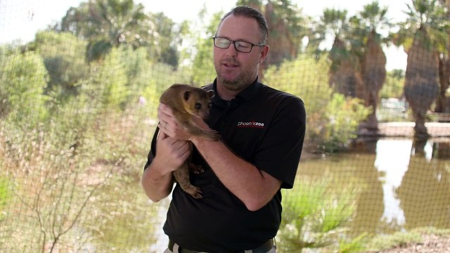 What Exactly Is a Kinkajous? Check Out How They Climb Down Trees!