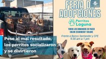 Feria de adopción para perritos con final triste, no se llevan ninguno a casa