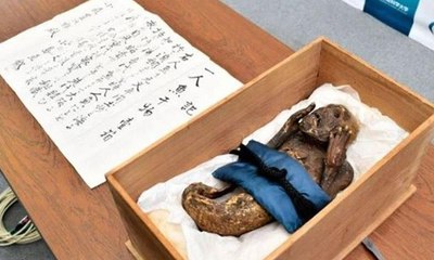 "مزيفة" حقيقة صادمة وراء "مومياء حورية البحر" البالغة من العمر 300 عام