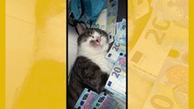 Vídeo hilário: gato avarento não deixa ninguém chegar perto do ‘seu’ dinheiro