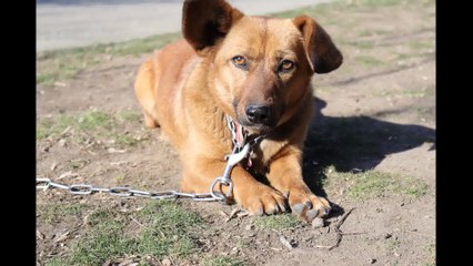 Tiny Brown Dog Wants to Make Friends Pics