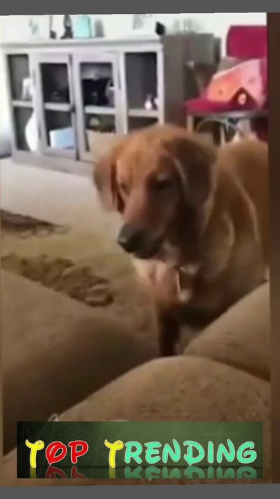 Top Trending Funny Animals clip-19 | dailymotion top trending funny video 2023