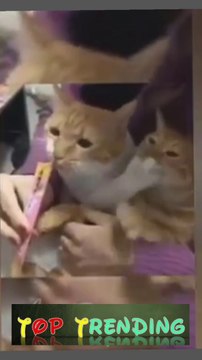 Top Trending Funny Animals clip-20 | #funny #comedy #emotional #drama #cat #animal #latest #2023