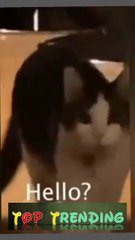 Top Trending Funny Animals clip-24 | funny kitten
