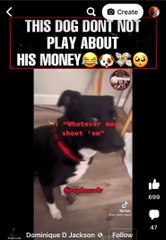 Dog don’t play about his money