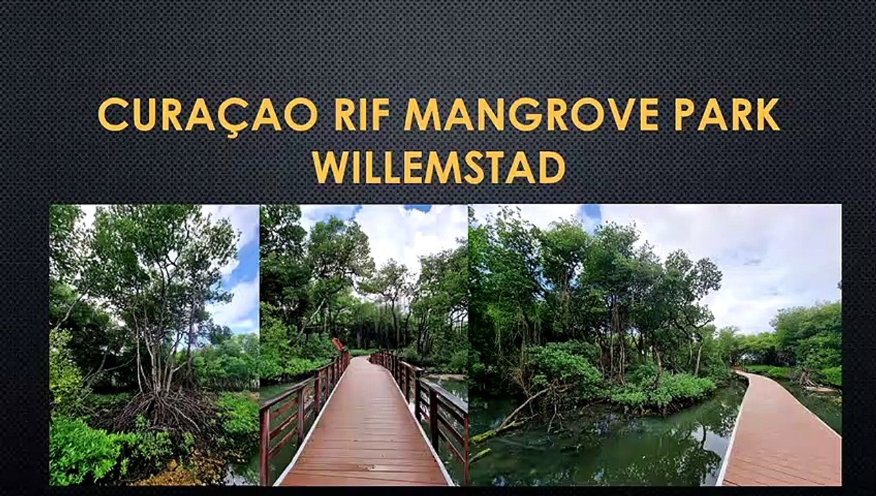 Rif Mangrove Park in Willemstad, Curaçao
