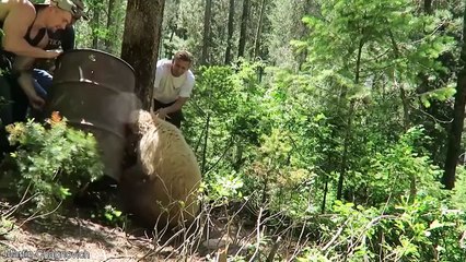 15 Times Animals Got Stuck In Human Inventions