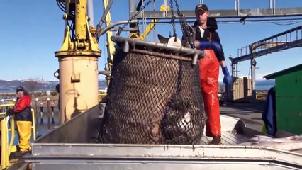 12 Largest Fish Ever Caught On Camera