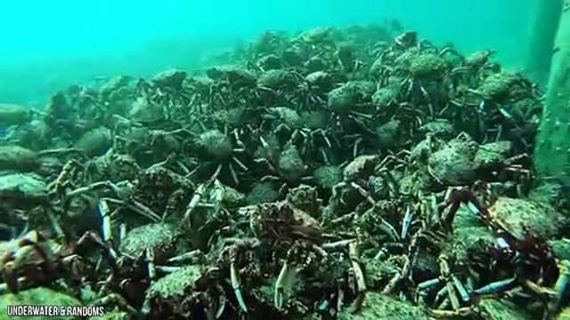 12 Most Terrifying Sea Creatures Ever Found