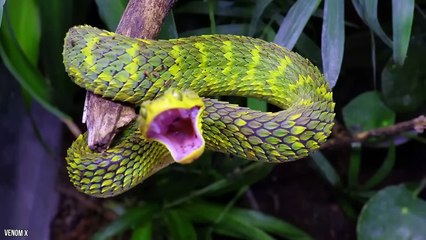 10 Unusual Animals You Won't Believe Exist