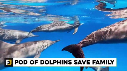 10 Times Animals Saved Human Lives