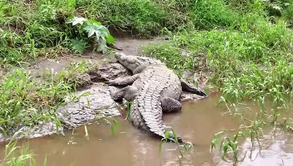 12 Fattest Animals Ever Recorded On Camera