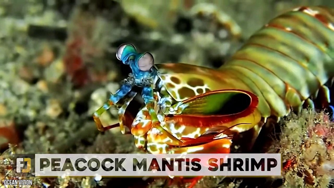 10 Weird Sea Creatures You Should NEVER Touch