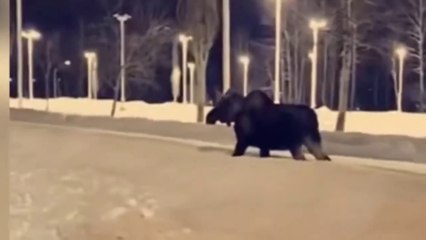 Woman Injured After Being Kicked In The Head By MOOSE In Alaska While Walking Her Dog