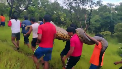 10 World's Strongest Animals!