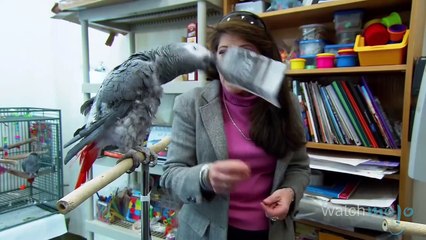 Top 10 Most Intelligent Animals