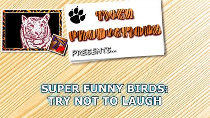 Did you know that BIRDS CAN BE EVEN FUNNIER THAN CATS  - Funny ANIMAL compilation